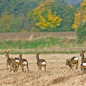 Seven Roe Deer