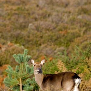 Sika  Deer Hind DM0706