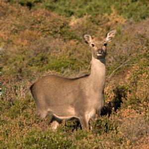 Sika Deer  Hind DM0704