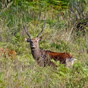 Sika Deer 2 DM0121