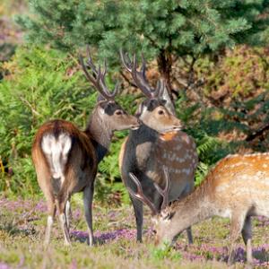 Sika Deer Bucks DM0141