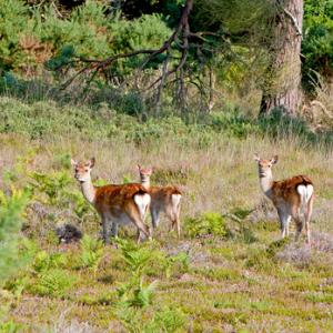 Sika Deer DM0142