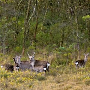 Sika Deer DM0702