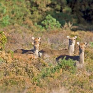 Sika Deer DM0703