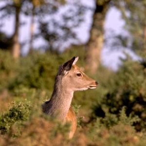 Sika Deer Hind DM0708