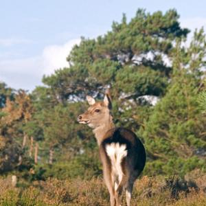 Sika Deer Hind DMO705