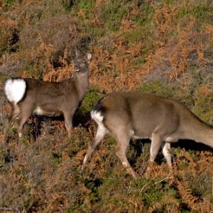 Sika Deer Hind and Calf DM0707