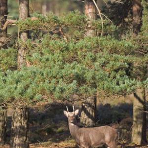 Sika Deer Pricket DM0709
