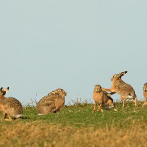    Brown Hares DM2005