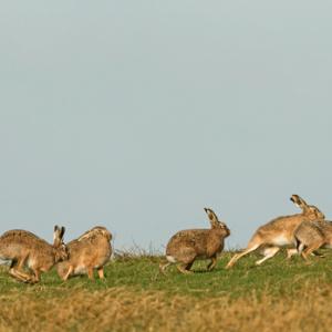    Brown Hares DM2006
