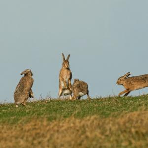   Brown Hares DM2008