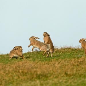   Brown Hares DM2010