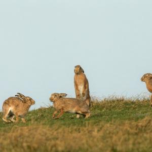    Brown Hares DM2012