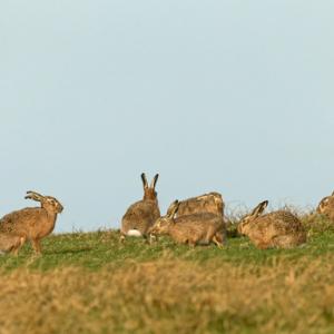   Brown Hares DM2013