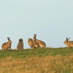    Brown Hares DM2014