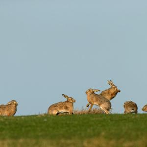    Brown Hares DM2015