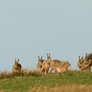    Brown Hares DM2016