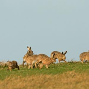    Brown Hares DM2017
