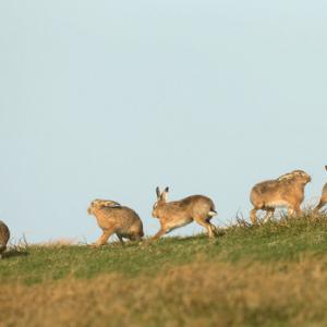    Brown Hares DM2018