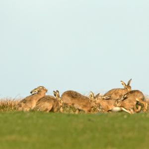    Brown Hares DM2019