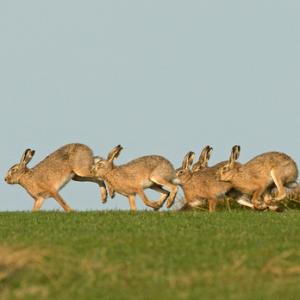    Brown Hares DM2020