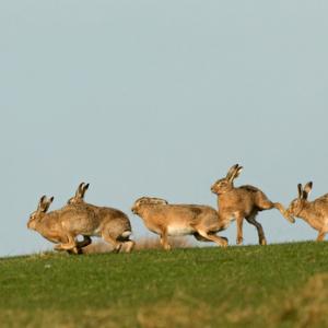    Brown Hares DM2021