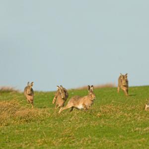    Brown Hares DM2022