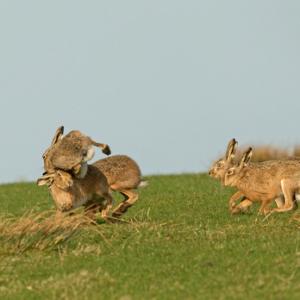    Brown Hares DM2023