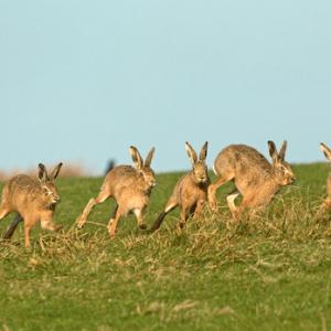    Brown Hares DM2024