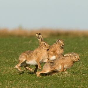    Brown Hares DM2025