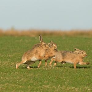   Brown Hares DM2026