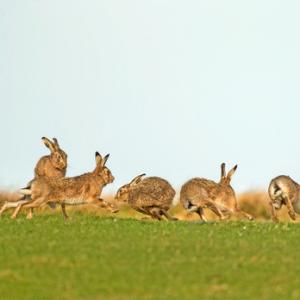    Brown Hares DM2027