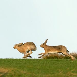    Brown Hares DM2029