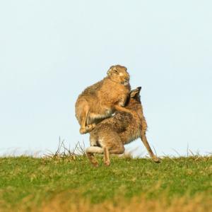    Brown Hares DM2030