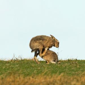    Brown Hares DM2031