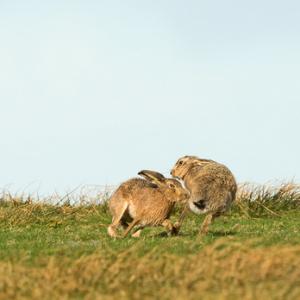    Brown Hares DM2032