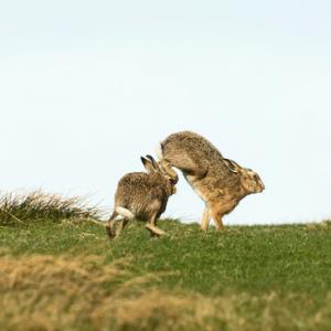    Brown Hares DM2033