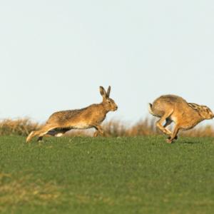    Brown Hares DM2034