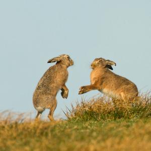    Brown Hares DM2035