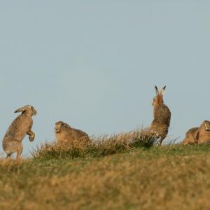    Brown Hares DM2036