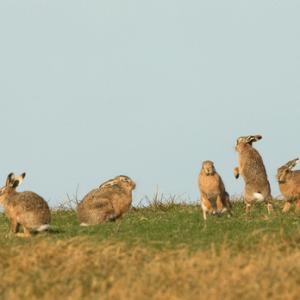    Brown Hares DM2038