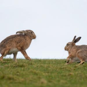   Brown Hares DM2039
