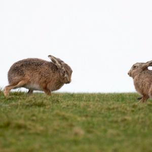   Brown Hares DM2040