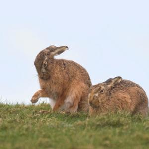   Brown Hares DM2041