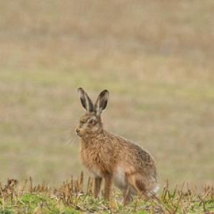  Brown Hare DM2044
