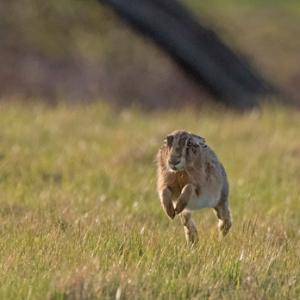  Brown Hare Running DM2042