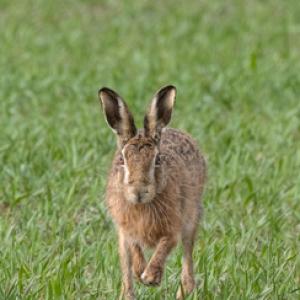  Brown Hare Running DM2043