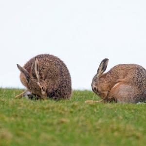  Brown Hares DM2045