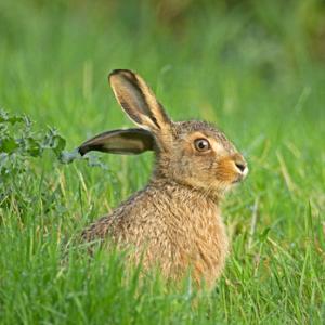  Half Grown Leveret DM2046
