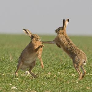 Boxing Brown Hares 2 DM0243